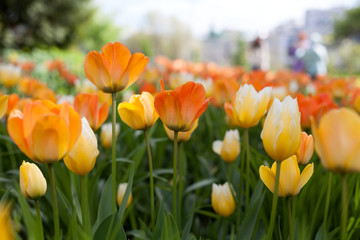 Spring tulips in the park