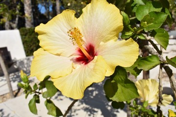 very beautiful fresh flowers