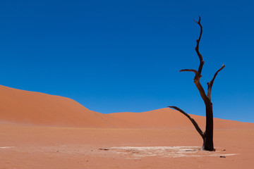 tree at deadvlei in namibia