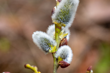 Spring transformation,Willow – Christian symbol.Moscow region.Russia.2019