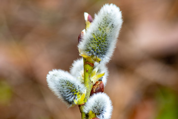 Obraz premium Spring transformation,Willow – Christian symbol.Moscow region.Russia.2019