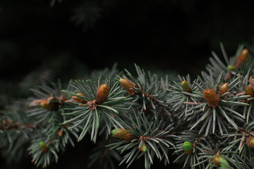 pine tree branch with cones