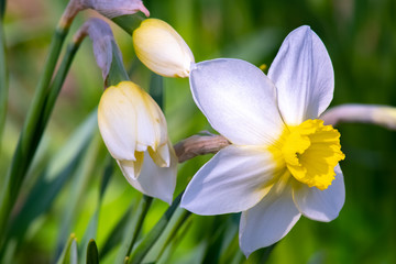 Narcissus flower -Beautiful spring flowers.Spring has come and all nature has blossomed.Moscow region.Russia.2019