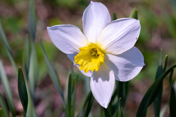 Narcissus flower -Beautiful spring flowers.Beautiful snow white Narcissus.Moscow region.Russia.2019