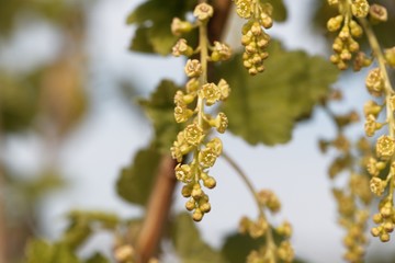 Flowers of a red currant, Ribes rubrum.