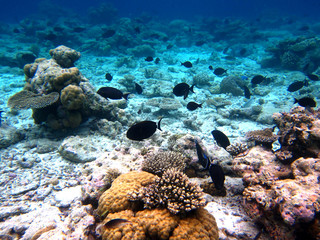Naklejka na ściany i meble Korallenlandschaft
