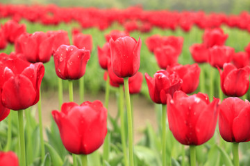 チューリップ畑 (赤)