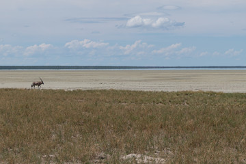 Oryx walking along etosha pan