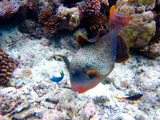 Fisch im Ozean