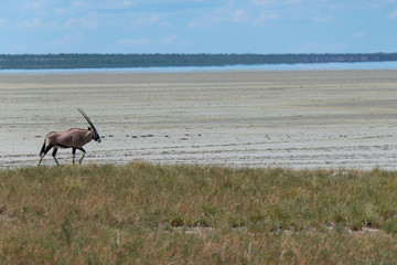 Oryx walking along etosha pan
