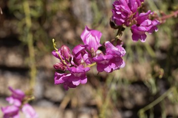 Obraz premium Flowers of a common snapdragon, Antirrhinum majus.