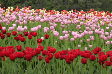 チューリップ畑 (赤+ピンク)