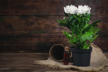 Chrysanthemum flower in a pot and bottle of fertilizer on a table. Floriculture abstract background.