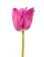 Pink tulip flower close-up isolated on white background. Cultivar from Triumph Group