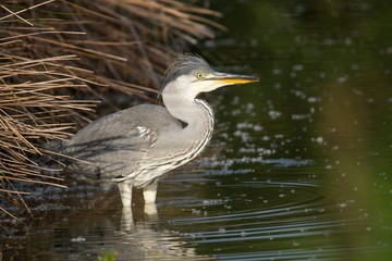 Junger Graureiher im Wasser 7