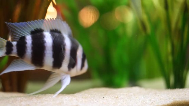 Close-up of exotic black and white striped fish on the bottom of aquarium tank in a fresh water with green plants. Frame. Amazing underwater life