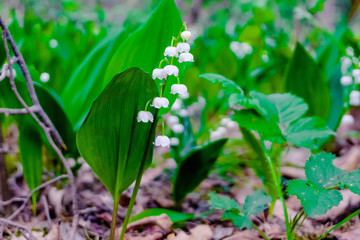 blooming lily of the valley (Convallaria majalis)