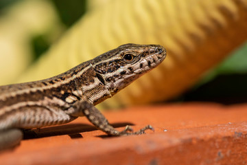 Lézard.