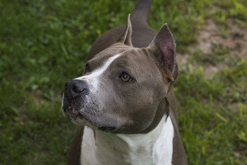 Dog American Staffordshire Terrier