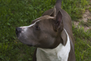 Dog American Staffordshire Terrier