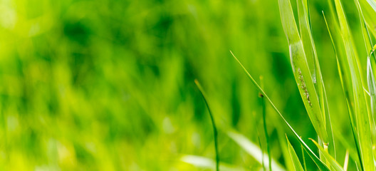 Panoramic view of reed on green color bokeh background, Green color image