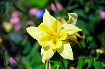 Fototapeta premium Gelbe Blume