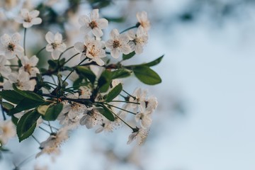 Spring  apple blossom. Flower background. Free copy space for text. 