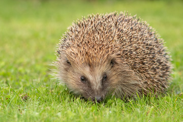 Igel Lotta III (2019-05)