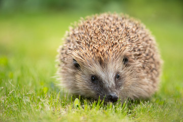 Igel Lotta II (2019-05)