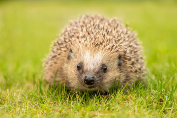 Igel Pedro III (2019-05)