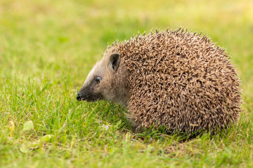 Igel Pedro II (2019-05)
