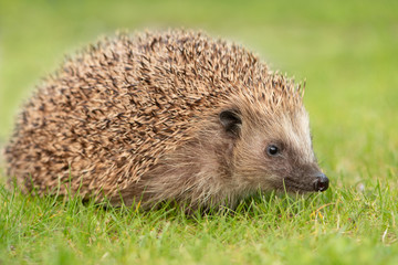 Igel Lotta I (2019-05)
