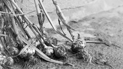 Garlic heads. Healthy food from your own garden. Monochrome effect