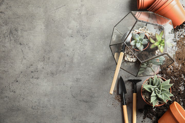 Home plants, pots and gardening tools on grey background, flat lay. Space for text