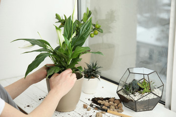 Woman transplanting home plant into new pot on window sill, closeup