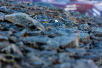 hiding Rock Ptarmigan (Lagopus muta) gamebird at stony underground at svalbard, spitsbergen, norway