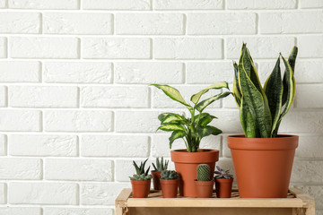 Potted home plants on wooden crate against brick wall. Space for text