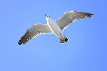 Obraz premium かもめと青空