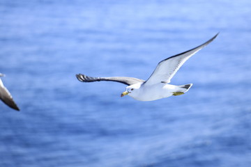 海上を飛ぶかもめ