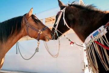 Native American horses
