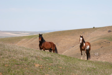 Wild Horses walking in a grassy field in Montana