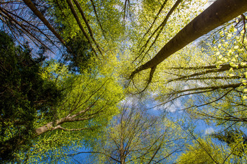 tree trunks