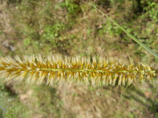 Grass spike closeup flowering
