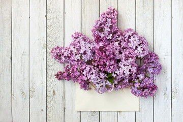 Lilac branch in   envelope on  color background