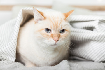 Bored young light ginger mixed breed cat under light gray plaid in contemporary bedroom. Pet warms under a blanket in cold winter weather. Pets friendly and care concept.