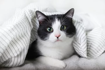 Fototapeten Bored young black and white mixed breed cat under light gray plaid in contemporary bedroom. Pet warms under a blanket in cold winter weather. Pets friendly and care concept. © prystai