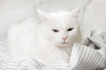 Sleepy young white mixed breed cat on light gray plaid in contemporary bedroom. Pet warms on blanket in cold winter weather. Pets friendly and care concept.