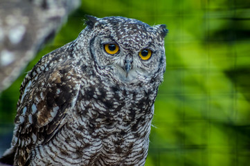 Portrait closeup of a cute and beautiful spotted eagle owl in a zoo in South Africa