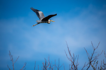 Czapla to piękny wspaniały ptak © Anna Granat