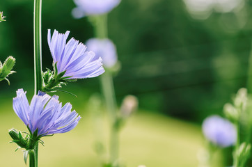 Chicory flower in nature
